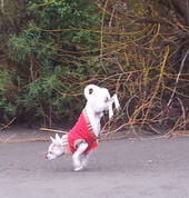 Clown Adam All Sorts Clown Christchurch Central (8013) Event Managers 6_small