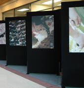 Displayways NZ Limited Petone (5012) Wedding Equipment Hire 3_small