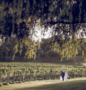 Auckland winery wedding photo