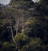 Bride & Groom in the bush