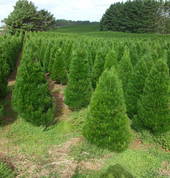 Olivers Christmas Ltd Festivity Christmas Trees Mount Eden (1041) Party Decorations 1_small