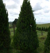 Olivers Christmas Ltd Festivity Christmas Trees Mount Eden (1041) Party Decorations 2_small