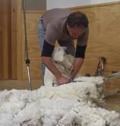 NZ's only Merino shearing show!