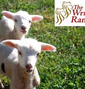 Cure lambs are waiting for you!