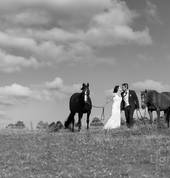 LightScript Wedding Photography and Videography Remuera (1050) Photographers 1_small