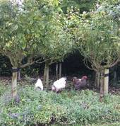 Ryland Estate Boutique Bed and Breakfast and Wedding Venue Blenheim (7272) Hotels & Resorts 7_small