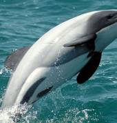 Jack Tar Sailing Co Lyttelton City (8082) Boats & Cruises 2_small