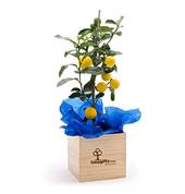 Tree Gifts New Zealand Upper Hutt (5018) Invitation & Stationery Suppliers 2_small