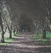 Mandeno Gardens Pukekohe (2120) Party Venues 3_small